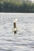 NIEUWKOOP 09-2008 186.JPG